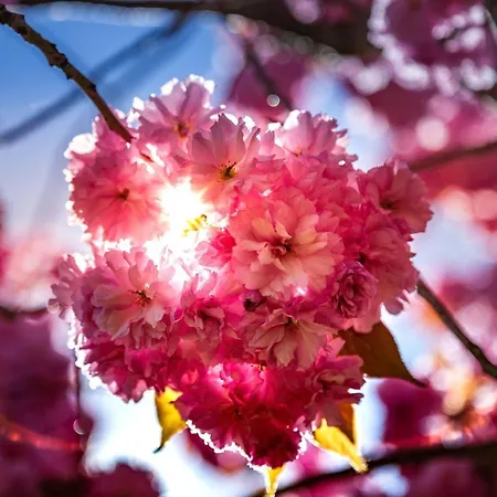 Ferienhaus-kirschbluete